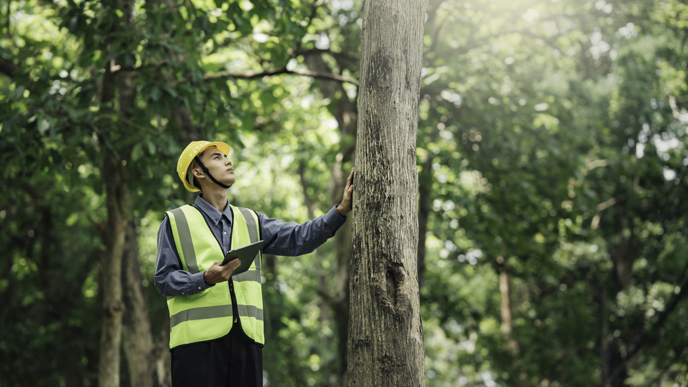 Environmental engineer checks resource forestry for nature conservation