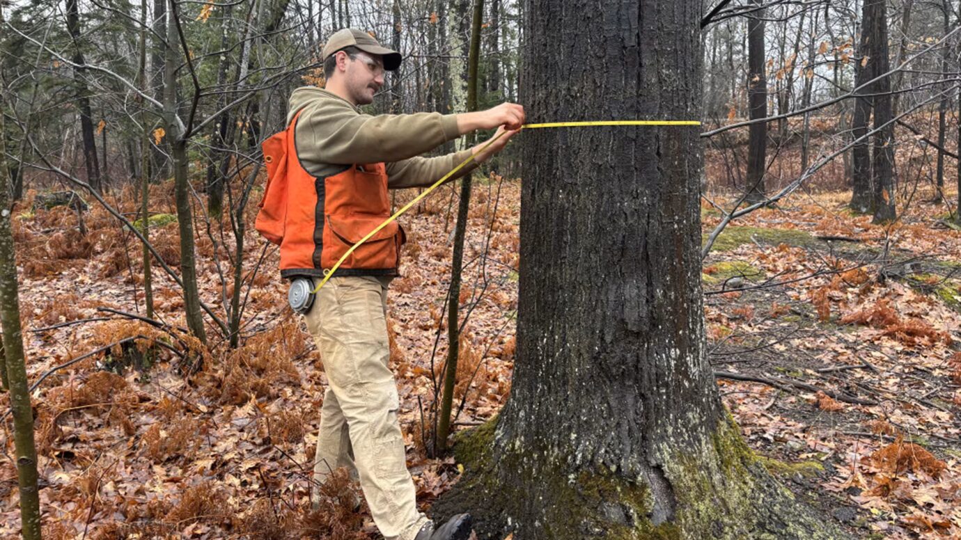 measuring circumference of a tree
