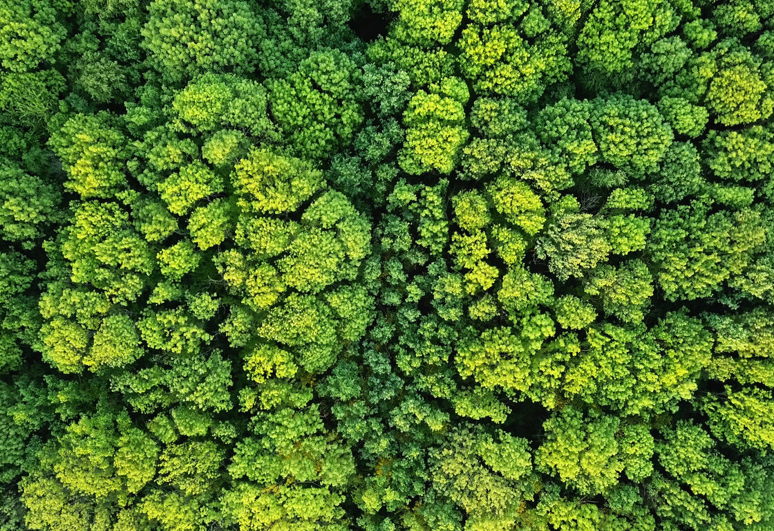 Aerial viev green forest
