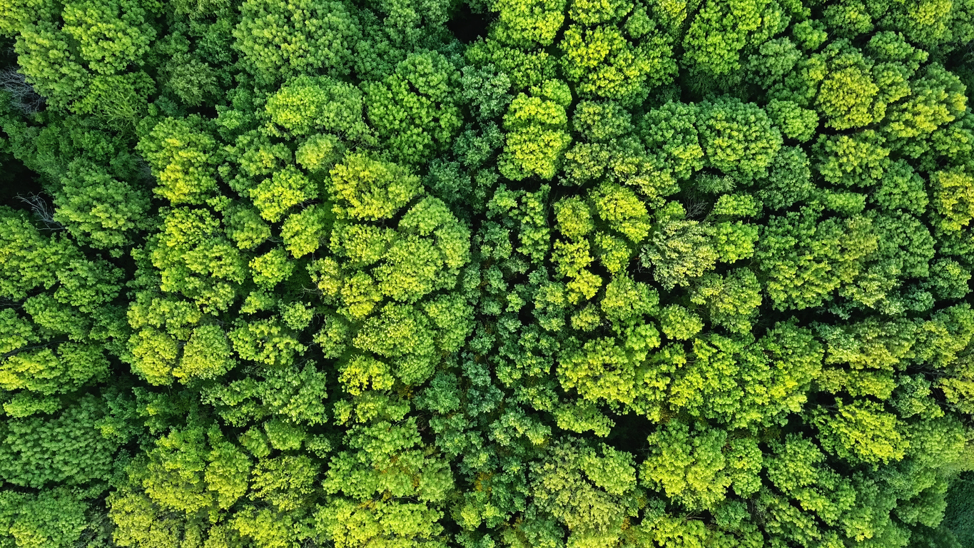 Aerial viev green forest